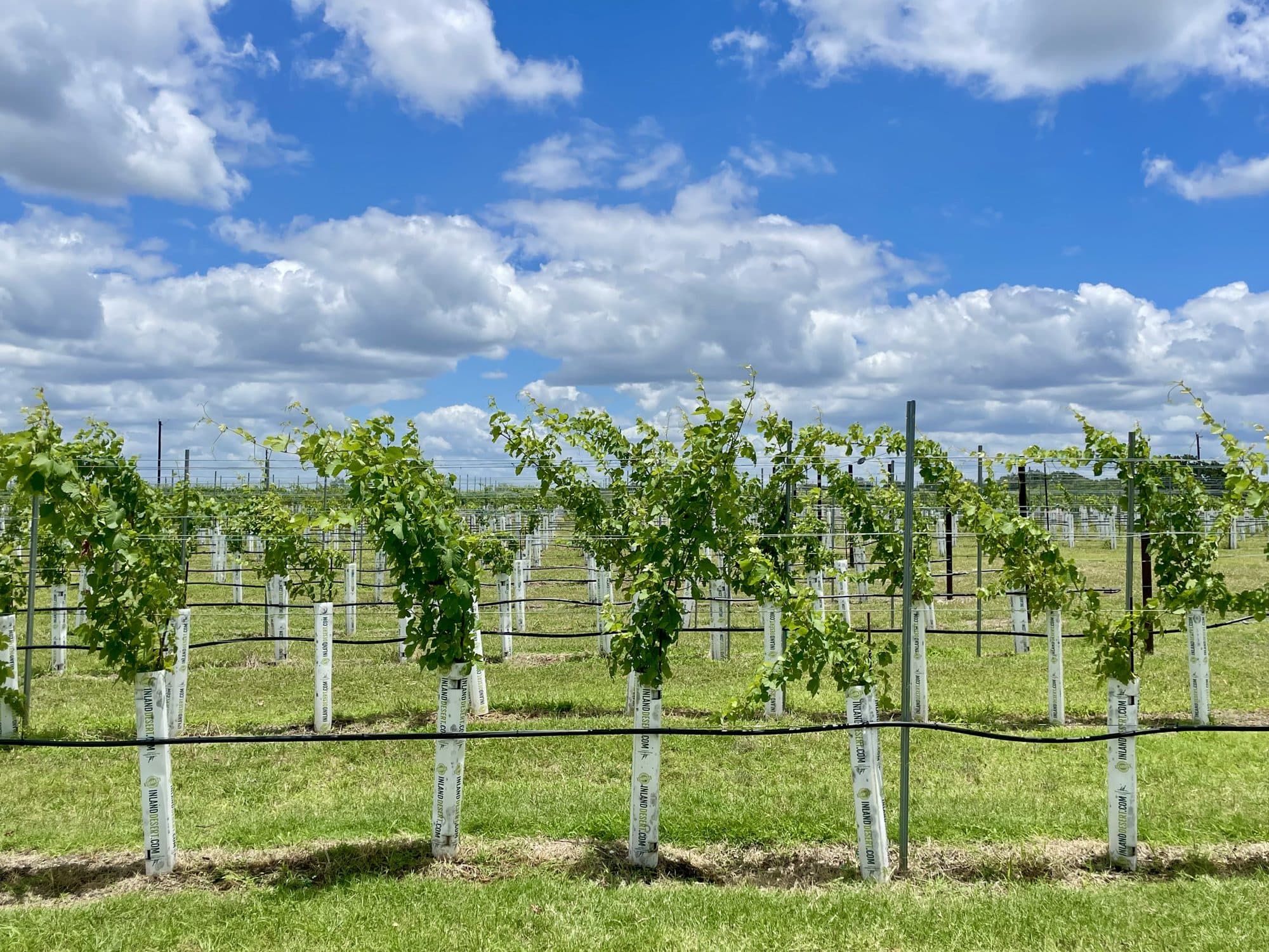 Young vine rows at Adega Vinho in Stonewall.